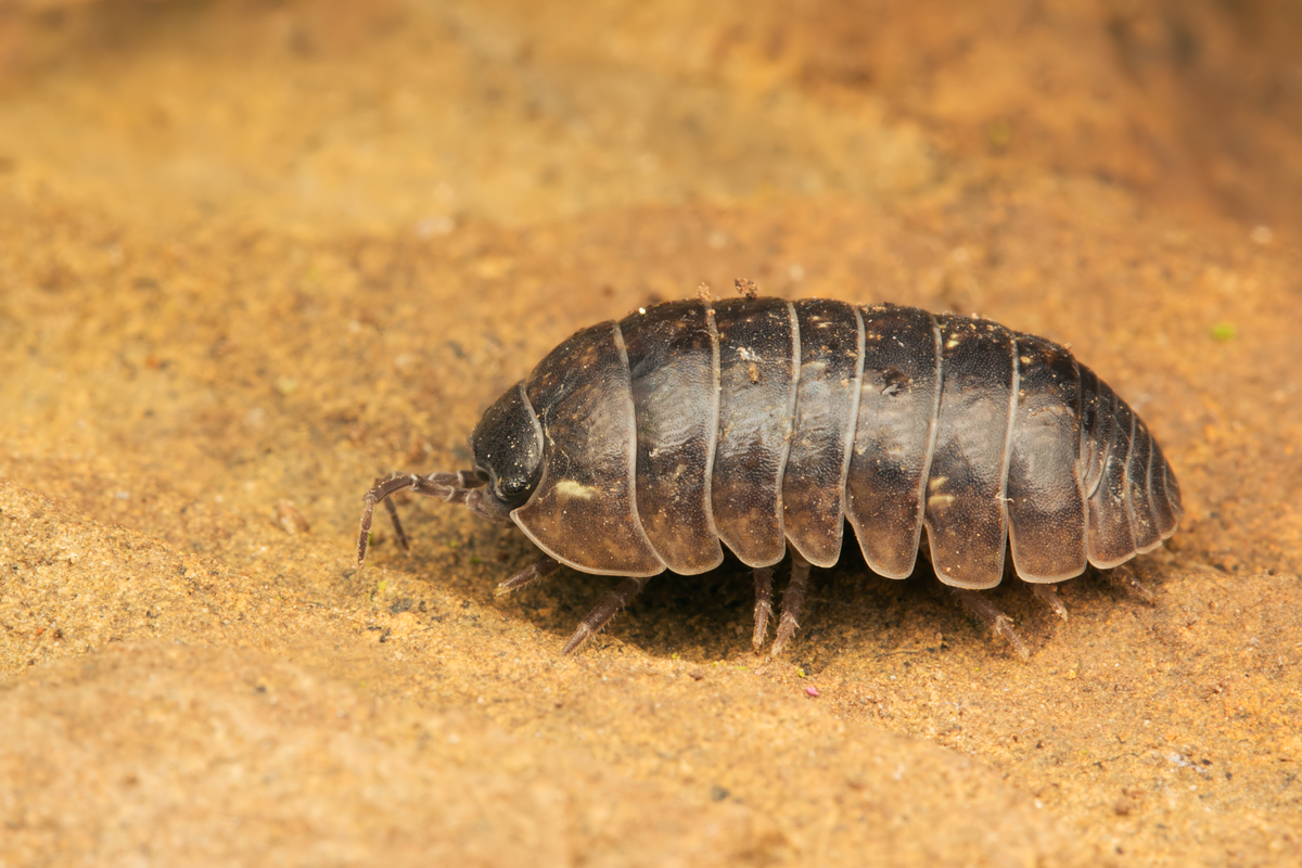 Pill Woodlouse